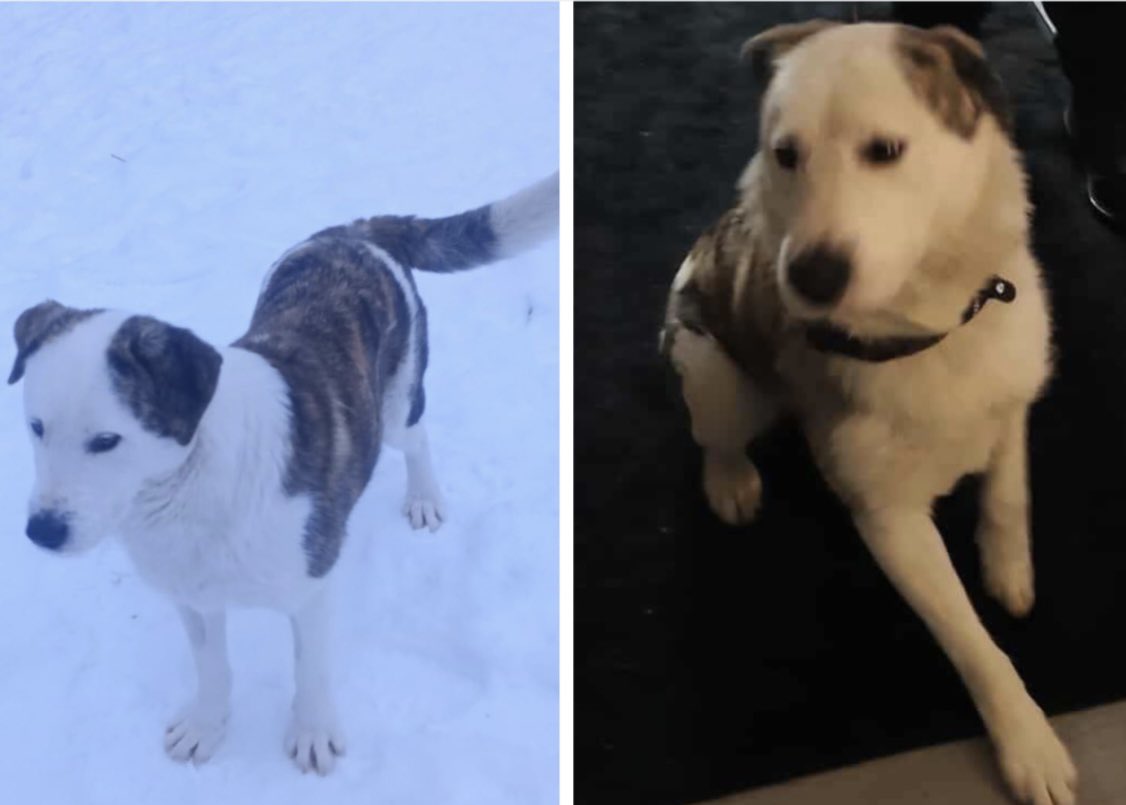 rosiedoc666's tweet photo. ❌MERLIN NERVOUS FOREIGN RESCUE - DO NOT CHASE/APPROACH/SHOUT OR TRY TO GRAB❌
Missing nr Longrun Meadow, near college of art and technology #Forset #Taunton SOMERSET #TA1
IF SEEN CALL NUMBER ON POSTER ASAP
CROSSBREED white/brown brindle patches CHIPPED
https://t.co/UMJ3XOVIlt https://t.co/voCdKfZdZH