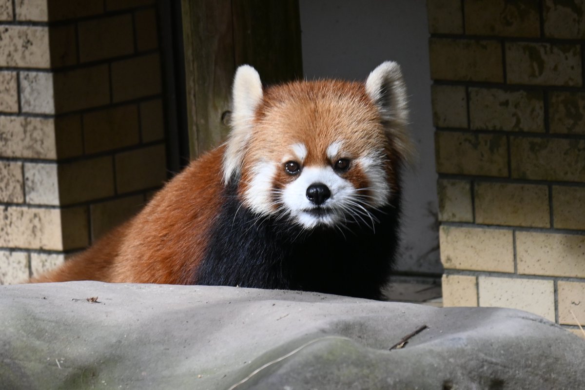 ずっと会いたかったメロちゃん やっと会えました！ 美パンさんですね