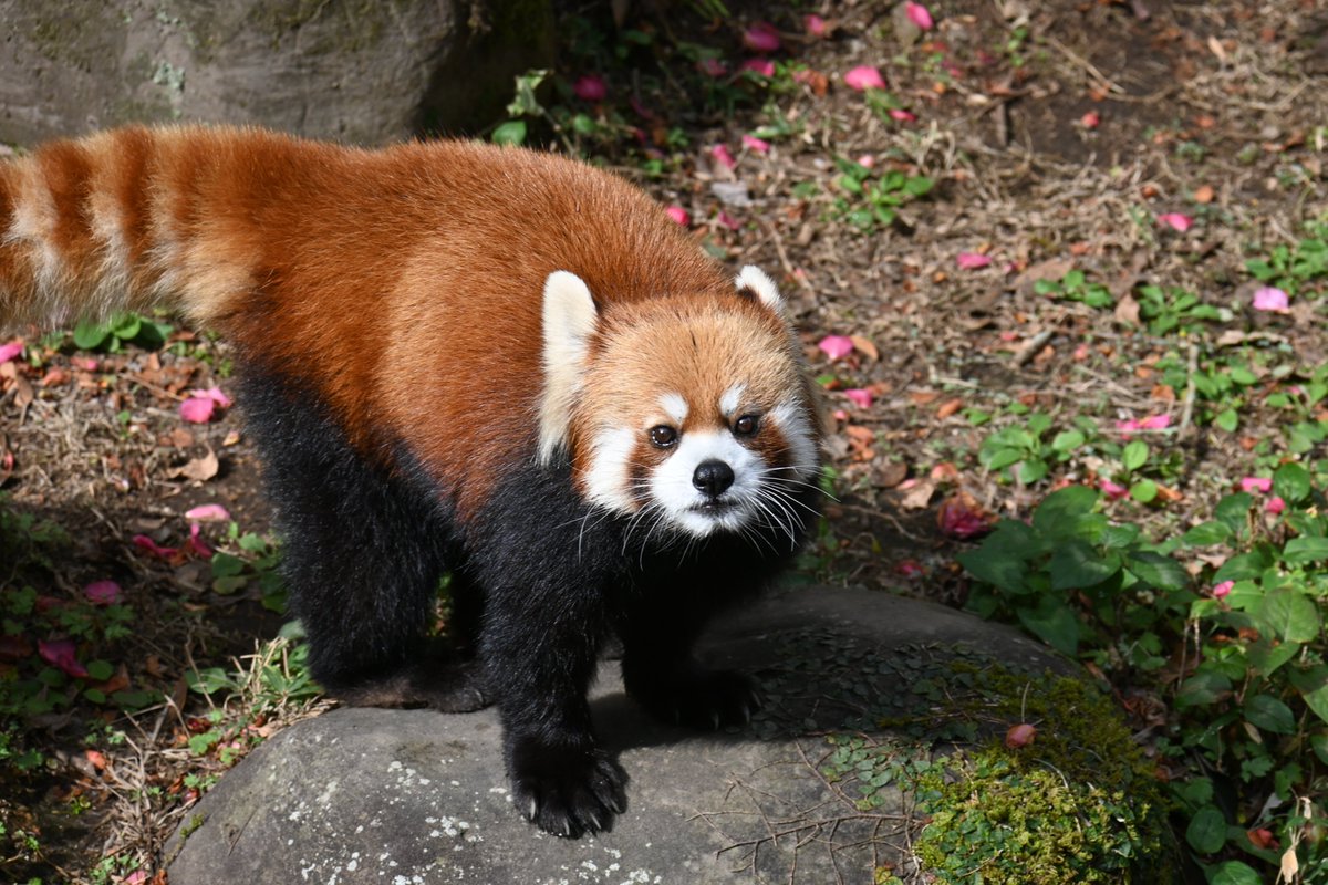 ずっと会いたかったメロちゃん やっと会えました！ 美パンさんですね