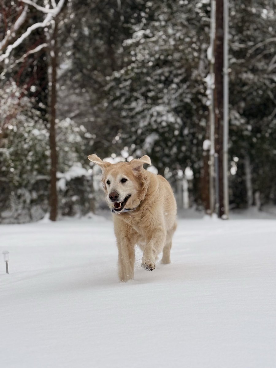 RGary2's tweet image. It doesn’t happen often… but when it does it’s magic ❄️ 

#Furman #winterstorm #southernsnow #greenvillesc