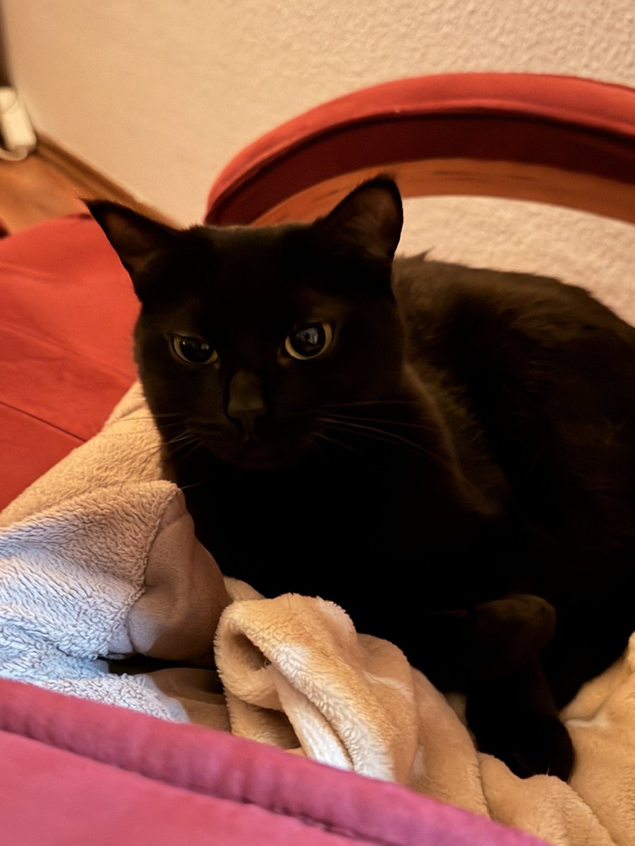 Meusi ✨ tweet media