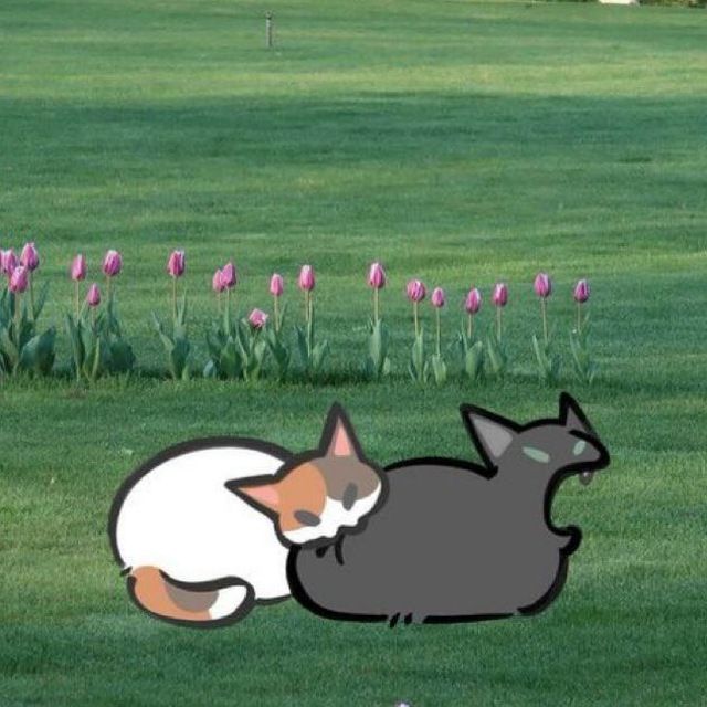 only cute things (@cutedreamvibes) on Twitter photo 