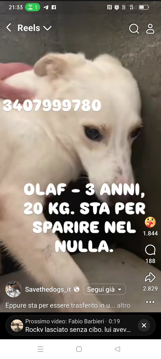 Vi prego qualcuno che può adotti Olaf o finirà in un canile di 3000 cani dove non verrà più visto da nessuno.
Vi prego🙏🙏🙏🙏🙏❤️❤️❤️❤️