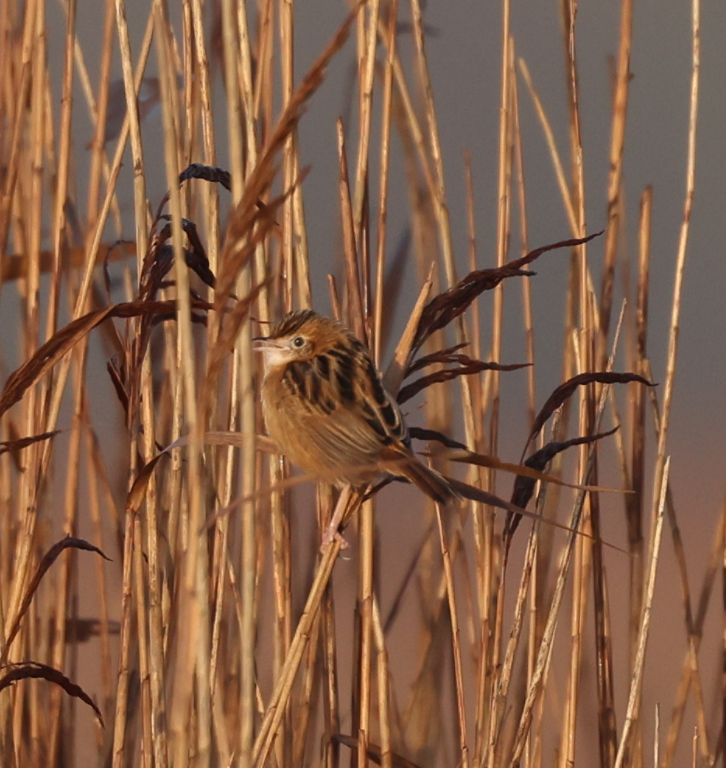 Matthew Deans tweet media