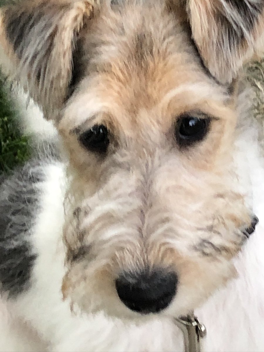 Charlie & Scout (D. Pest) tweet media