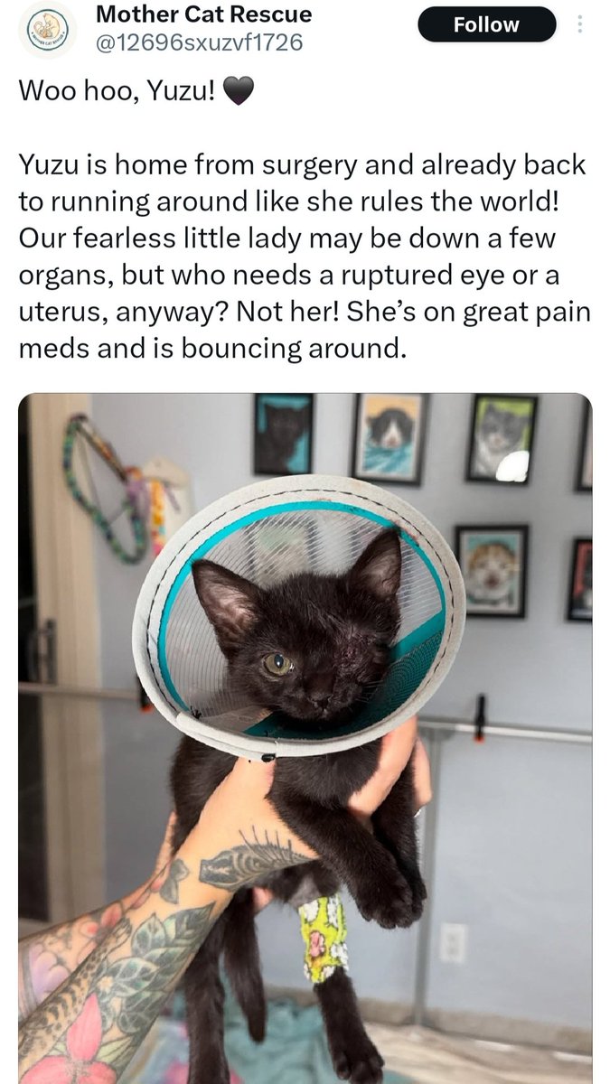 Project Save Animals tweet media