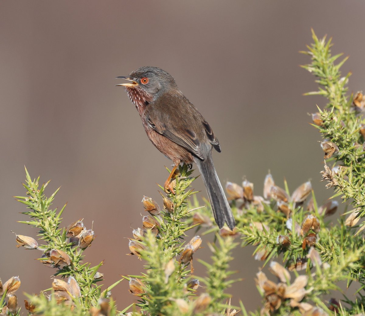 Matthew Deans tweet media