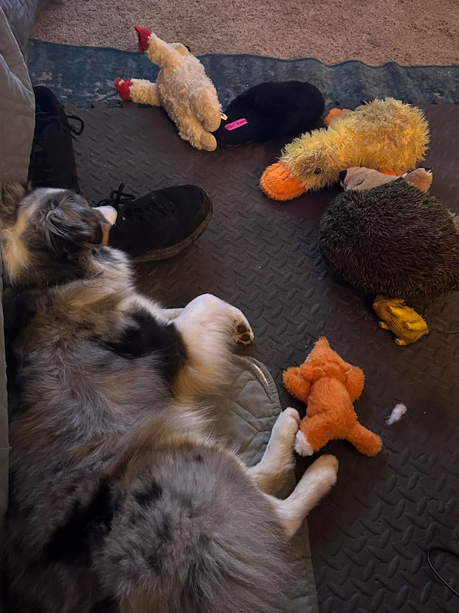 goshjoshgames's tweet photo. Even a mini cattle dog needs his herd to protect. So cute how he gathers them. #chewydog #miniaussie https://t.co/opWFcYo4qf