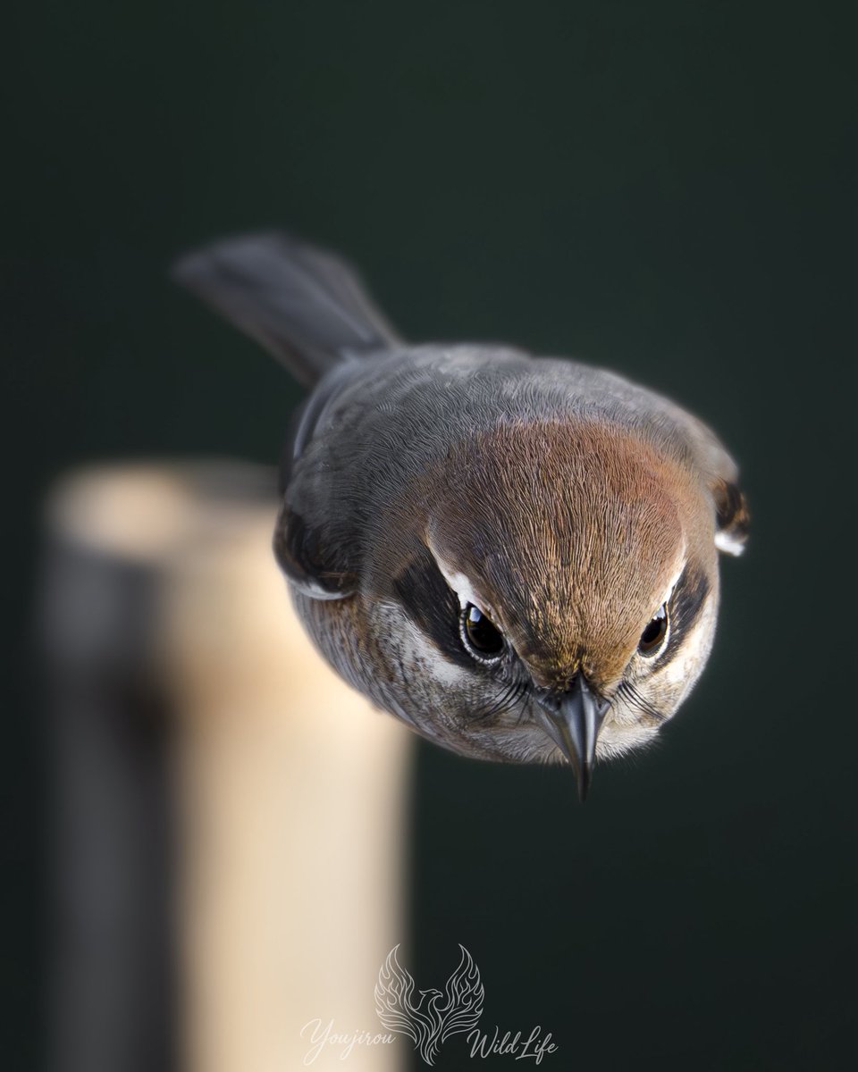 竹竿から飛び立つモズコ。