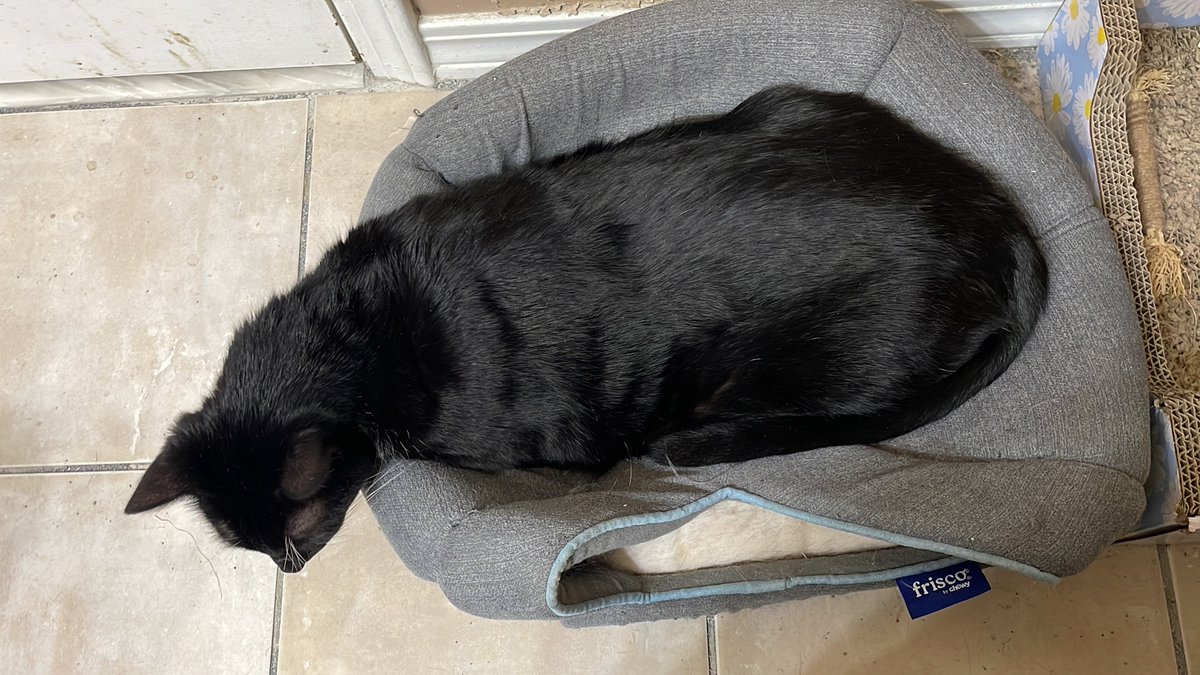 PrettySweetKits's tweet image. #Caturday #SharingIsCaring

Yesterday Lex got into a fight with Little Puss, his mama. She got a treat. He ate his too quick and tried to take hers. She won the fight but he scratched her up. She’s okay. 

I’m about to get a small grocery delivery that includes a rotisserie