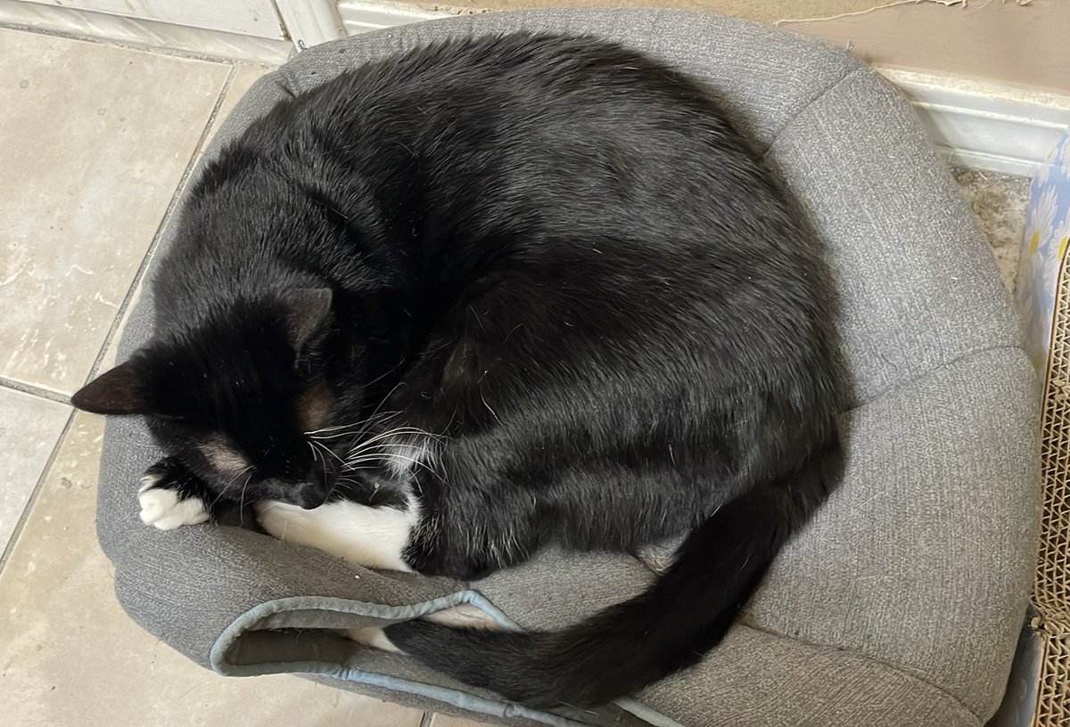 PrettySweetKits's tweet image. #Caturday #SharingIsCaring

Yesterday Lex got into a fight with Little Puss, his mama. She got a treat. He ate his too quick and tried to take hers. She won the fight but he scratched her up. She’s okay. 

I’m about to get a small grocery delivery that includes a rotisserie