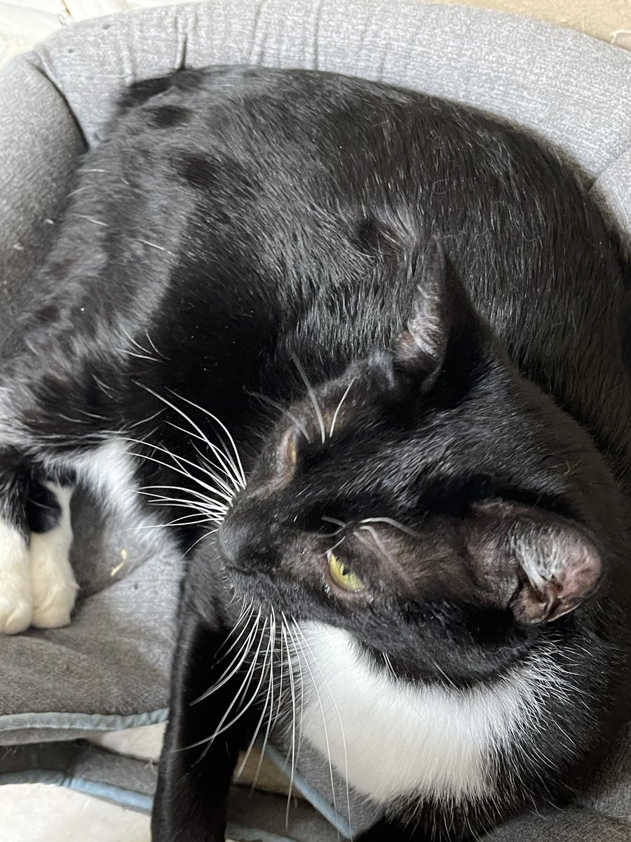 PrettySweetKits's tweet image. #Caturday #SharingIsCaring

Yesterday Lex got into a fight with Little Puss, his mama. She got a treat. He ate his too quick and tried to take hers. She won the fight but he scratched her up. She’s okay. 

I’m about to get a small grocery delivery that includes a rotisserie