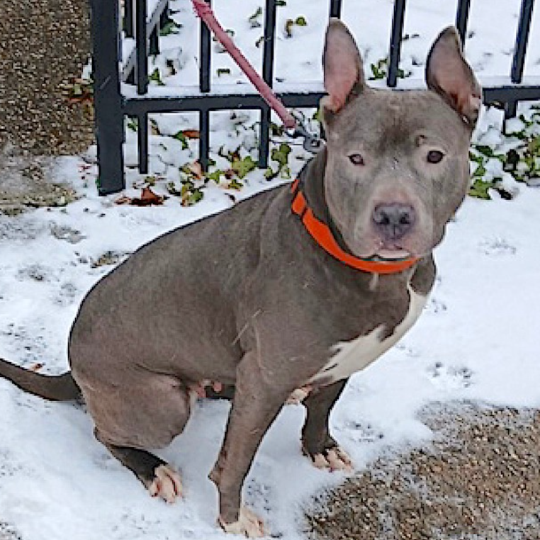 NMBewitched's tweet image. 😔Her name was Honey😔
Nothing hurts more than losing a #LongStay 
For 101 Days she suffered in a cage 
Waiting for someone who never came 
Blind in one eye, damaged goods 

We had #Pledges 
We had a #Rescue 
But no #Adopter or #Foster 
#NoOneCame 

She cowered, she cried,