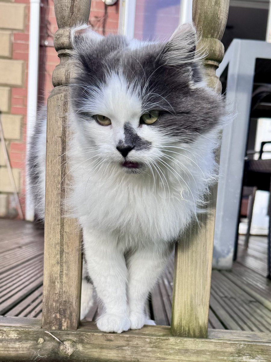 SpanielsSuper's tweet image. It has been suggested that I’m a little Rotund? #Rood #VeryRood 

However as I can easily fit through the spindles on the rail…..

It appears I’m not #Fat just #Floofy #VeryFloofy 

It’s not even a squeeze 😂😂