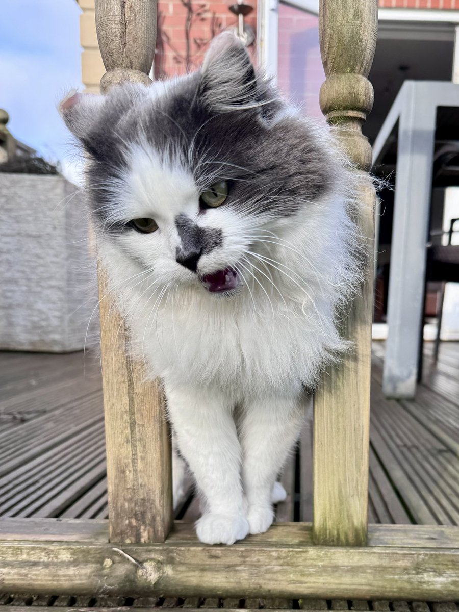 SpanielsSuper's tweet image. It has been suggested that I’m a little Rotund? #Rood #VeryRood 

However as I can easily fit through the spindles on the rail…..

It appears I’m not #Fat just #Floofy #VeryFloofy 

It’s not even a squeeze 😂😂