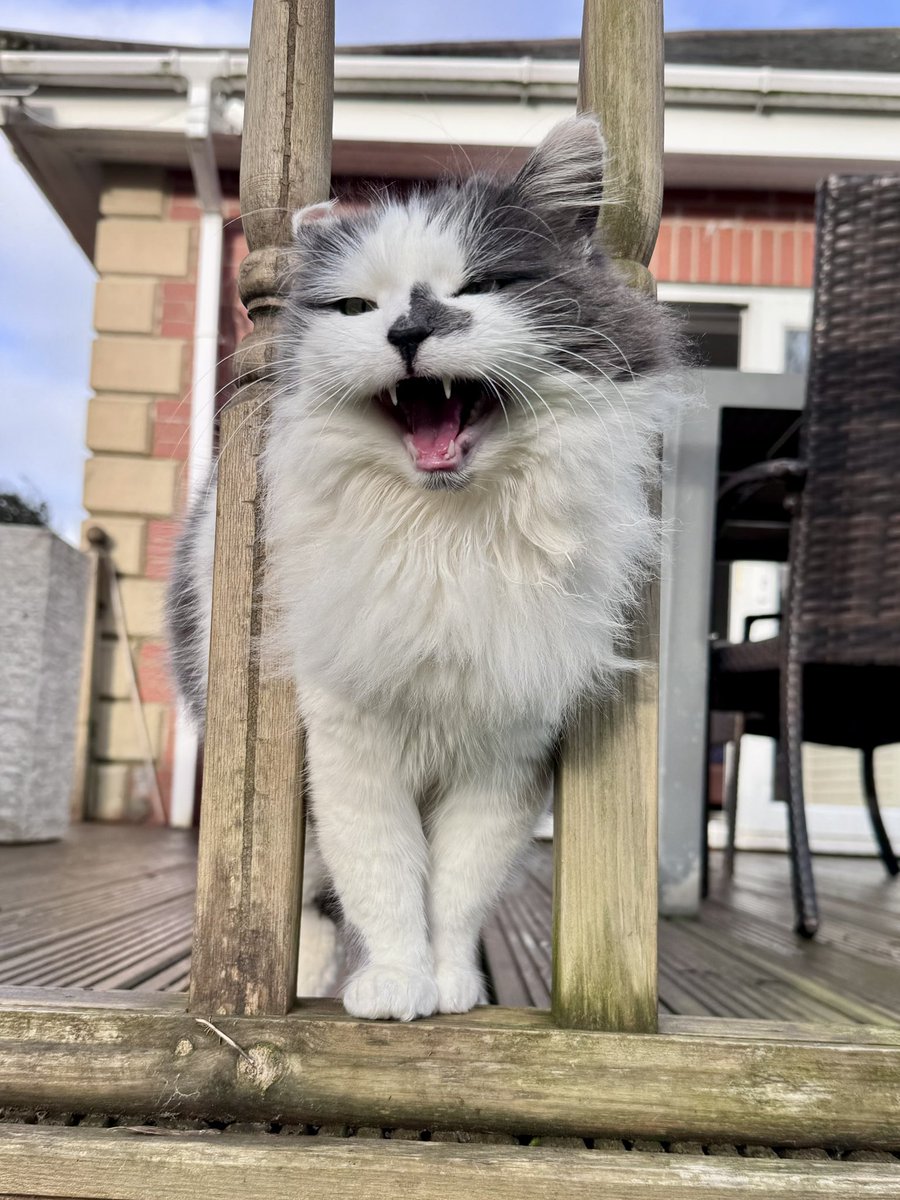 SpanielsSuper's tweet image. It has been suggested that I’m a little Rotund? #Rood #VeryRood 

However as I can easily fit through the spindles on the rail…..

It appears I’m not #Fat just #Floofy #VeryFloofy 

It’s not even a squeeze 😂😂