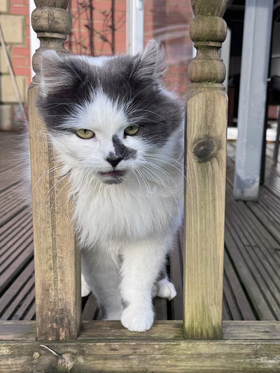 SpanielsSuper's tweet image. It has been suggested that I’m a little Rotund? #Rood #VeryRood 

However as I can easily fit through the spindles on the rail…..

It appears I’m not #Fat just #Floofy #VeryFloofy 

It’s not even a squeeze 😂😂