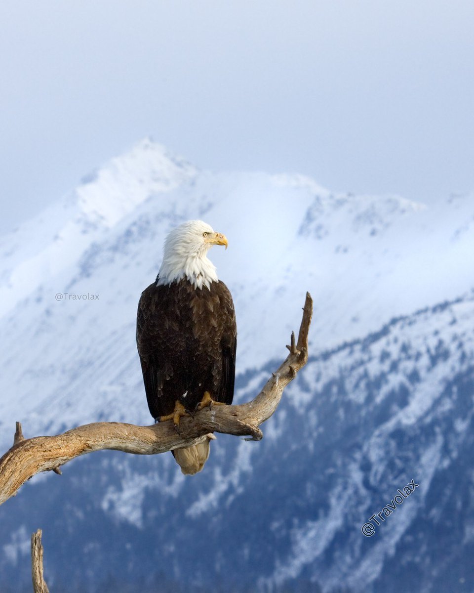travolax's tweet image. The wild beauty of Alaska in the winter.