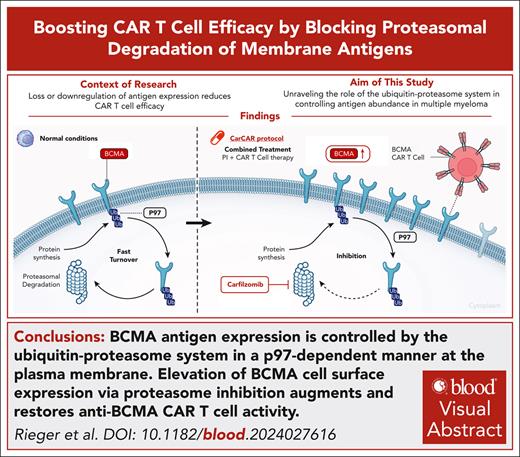 BloodPortfolio's tweet photo. Elevation of BCMA cell surface expression via proteasome inhibition augments and restores anti–BCMA CAR T-cell activity. Read in Blood: https://t.co/U2SobHqLq8 https://t.co/nJtW61hGWO