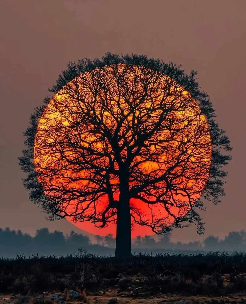 latestincosmos's tweet photo. Stunning sunset in Netherlands 🌄 https://t.co/Exp3M8m8ID