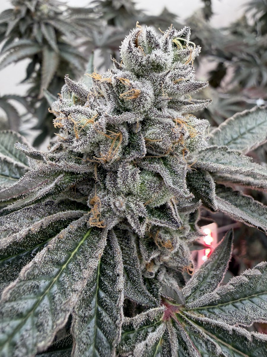 DAILY SOURCE tweet media