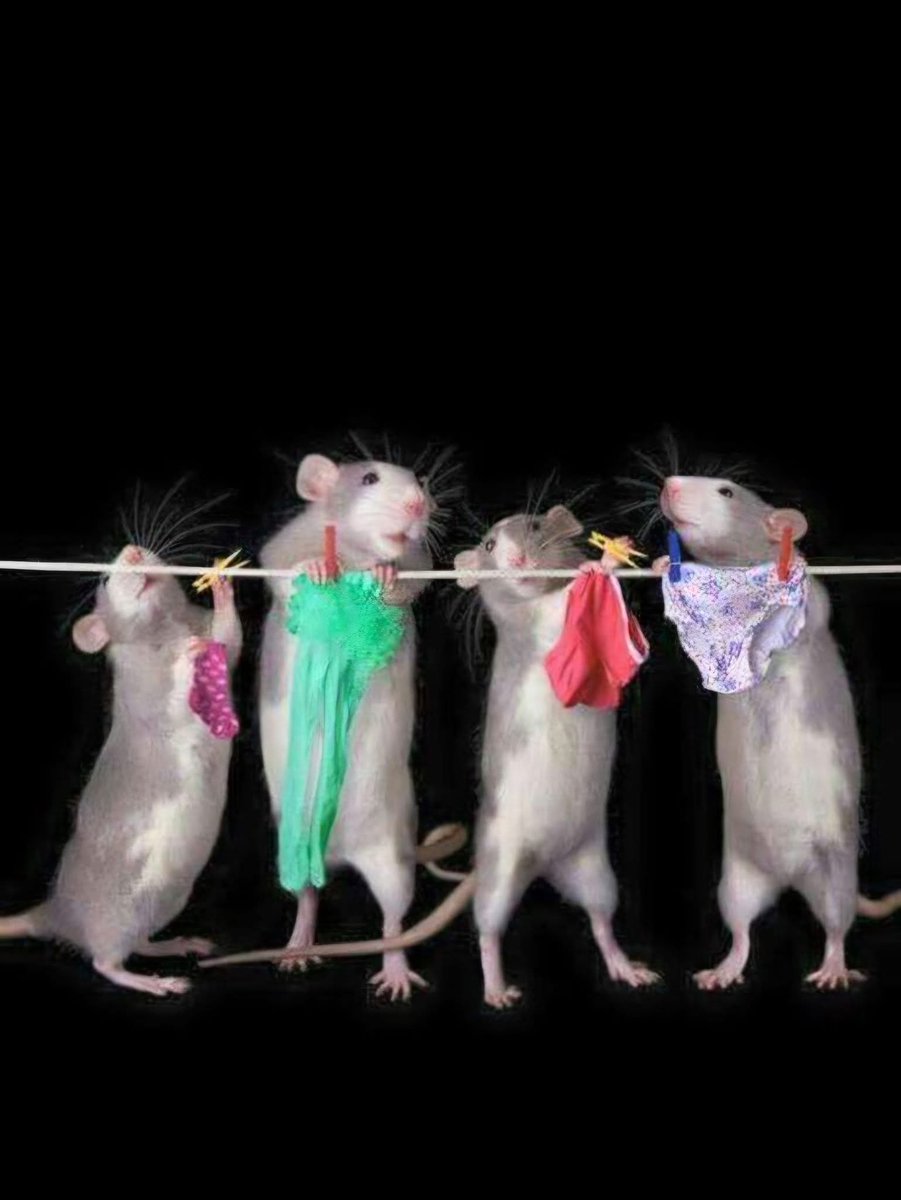 ralphy_a's tweet photo. @Bruulaaxx Vivement dimanche prochain pour envoyer ces rats ds leur trous 🤣🤣🤣🤣 https://t.co/MoQxGabuav