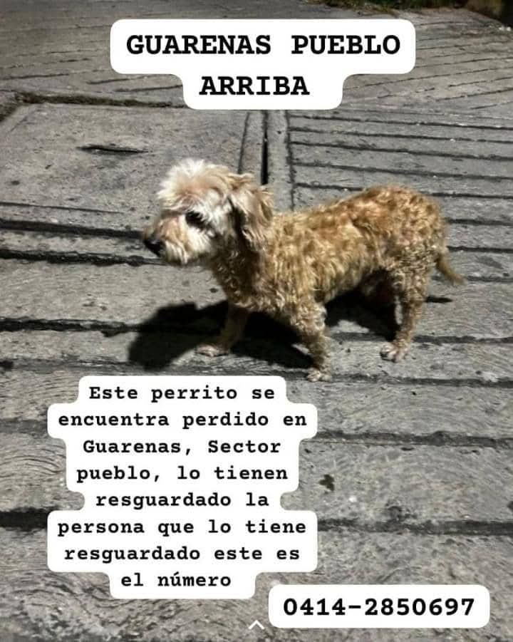 Se presume está EXTRAVIADO, Guarenas Pueblo Arriba
