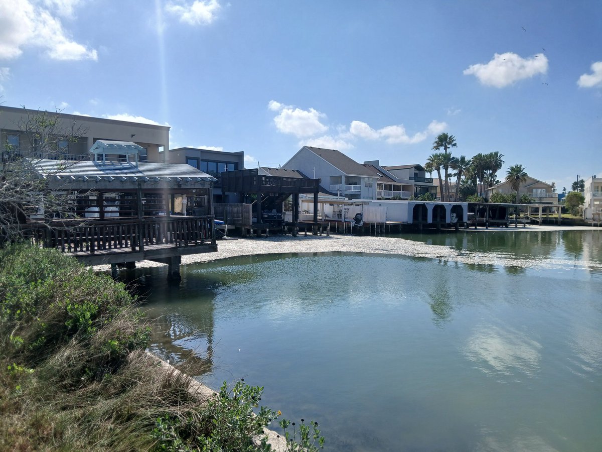 Hookwinesinker1's tweet photo. Lots of dead fish from winter storm Fern

Located behind captain's cove restaurant (formerly parrot eyes) https://t.co/52YIiAMFJw