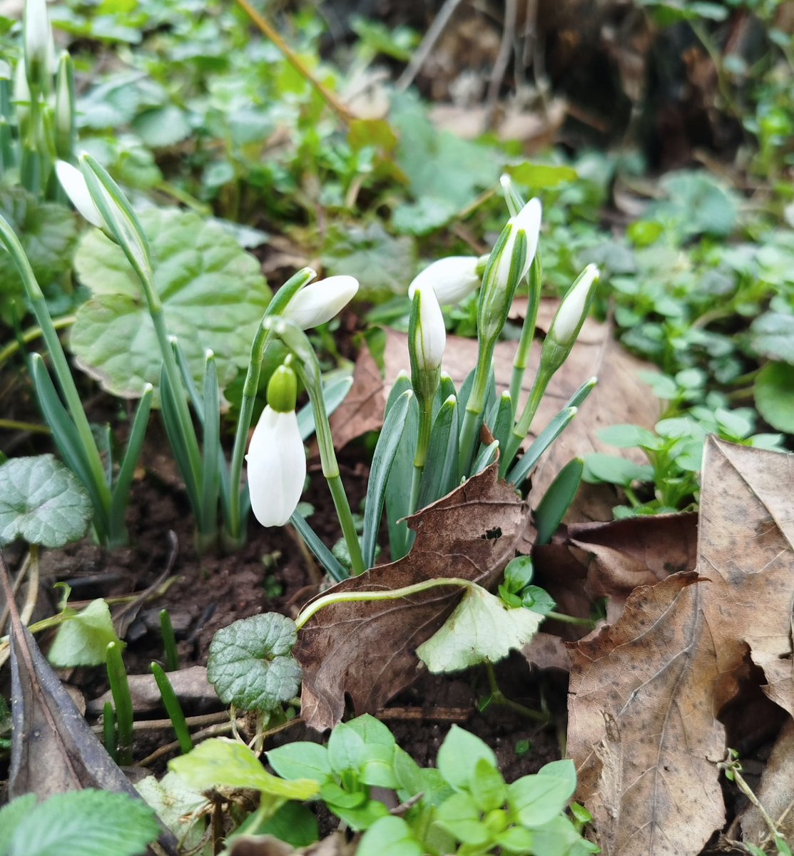 Bit early for them, but still..  pretty