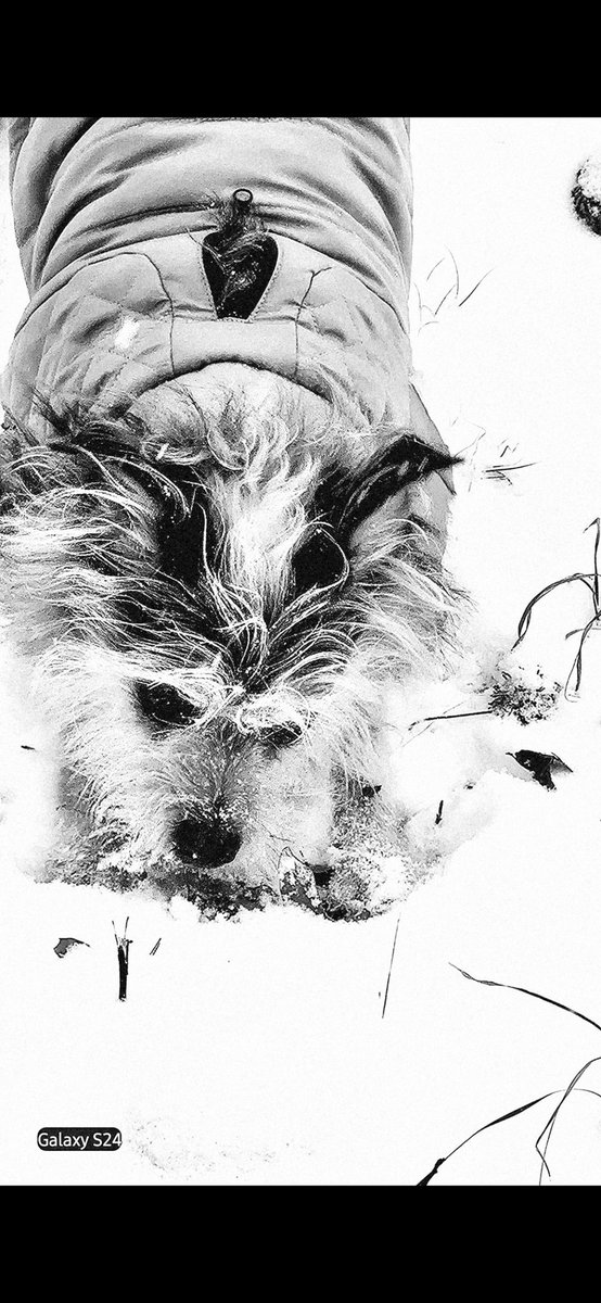 USCFAN93's tweet photo. @SCweather_wx @GMengel
@wxbrady @ryanhallyall
Say hello to Ellie! She is one happy dog! Close to 7.5 inches thus far in SE Rock Hill, SC and hasn't let up as of 3:55 pm EST.  #SC #Snow #Ellie #CarolinaDog https://t.co/VRGNHaSAph