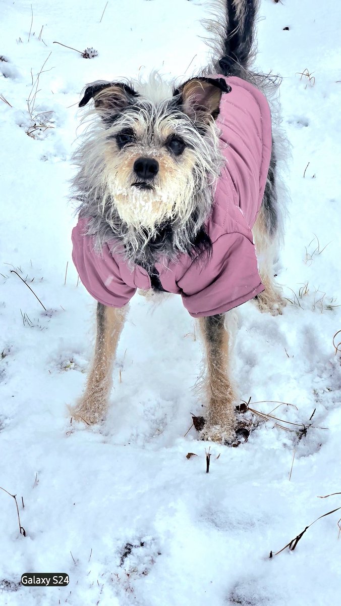 USCFAN93's tweet photo. @SCweather_wx @GMengel
@wxbrady @ryanhallyall
Say hello to Ellie! She is one happy dog! Close to 7.5 inches thus far in SE Rock Hill, SC and hasn't let up as of 3:55 pm EST.  #SC #Snow #Ellie #CarolinaDog https://t.co/VRGNHaSAph