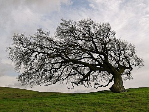 Vent del Nord,
furient i noble Vent del Nord,
omples la terra de la teva ira,
vols arrencar
l'arrel dels mals records.
I no saps, amat Vent del Nord,
que el teu udol
és l'aire que respira,
la saba que li dóna vida.

Poemes de jovenesa

Imatge de Pinterest