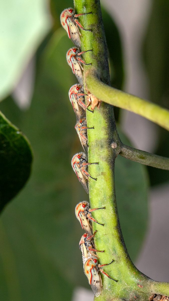 TreehopperGO_GT tweet media