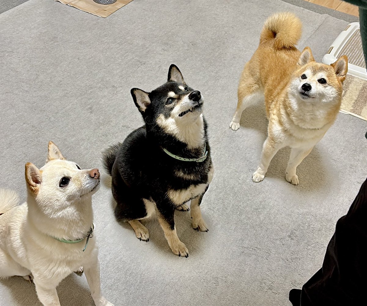 豆柴愛好家様☆確認用 🐶🐶🐶ちゃんとお座り✌️おはようございまーす😀今日も楽しい日曜日を