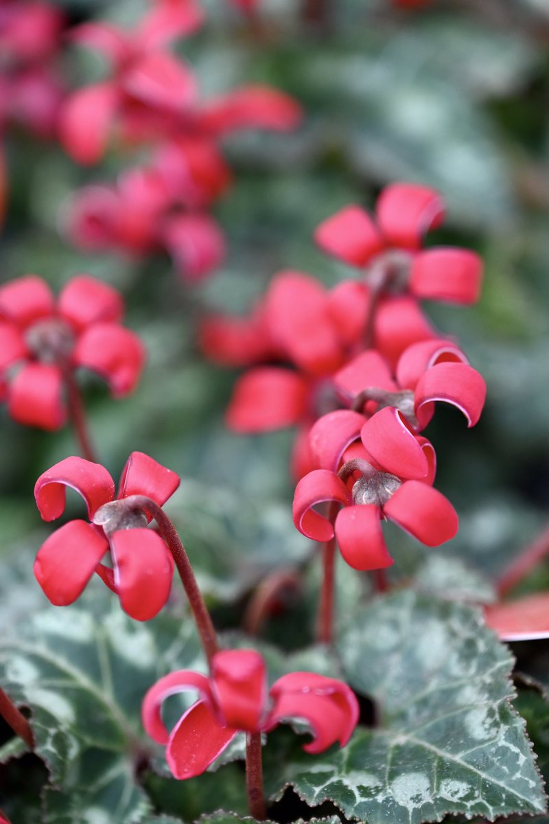 Flower Photo Club Community on X - 4.5K Members