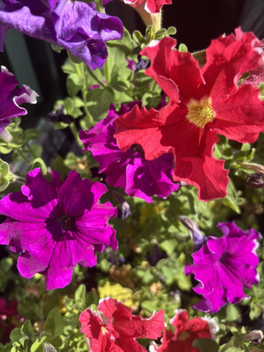 Potscapers tweet media