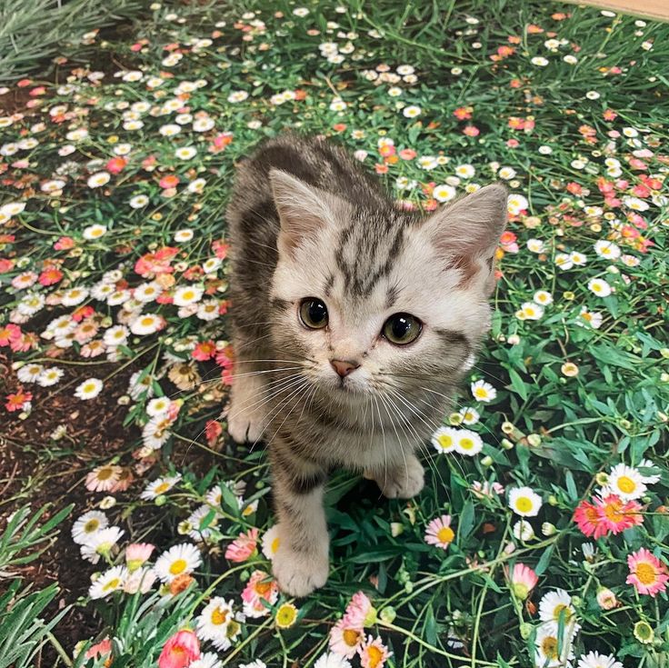 greenvibe's tweet image. 