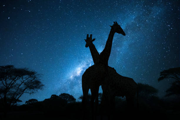 NicosonC94210's tweet photo. Night falls, nature breathes. 🌌
Nature doesn’t sleep—it rests.
Good night 🌜
#NightNature #NatureSoul #EarthCalm #NaturePulse https://t.co/C8eeCpmacq