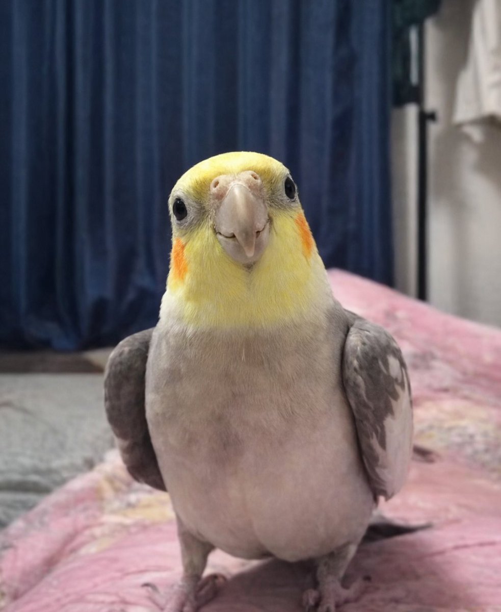 早くに目が覚めたんで普段は出さない時間に放鳥したら今までにないくらいのえへへ顔で父ちゃんの顔をジーッと見てるえへへ園児。
鳥には表情筋が無いので無表情っていうけどそれは人間側の定義の話で鳥基準ではめちゃくちゃ表情豊かやと思うね。