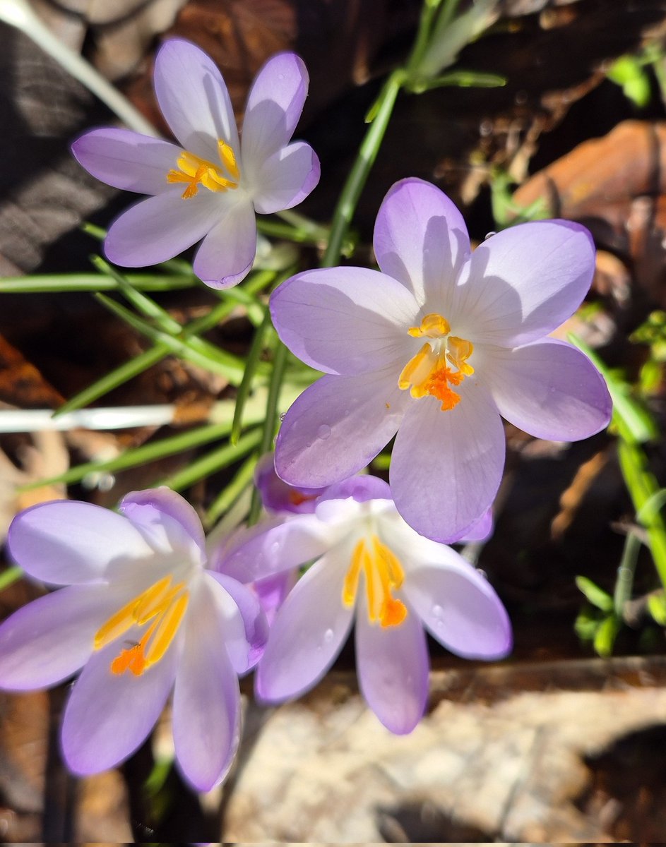 Ozymandiasdust's tweet photo. Crocus heaven... 🌸 #Devon #Killerton #crocus https://t.co/3VIHSAuvZ1