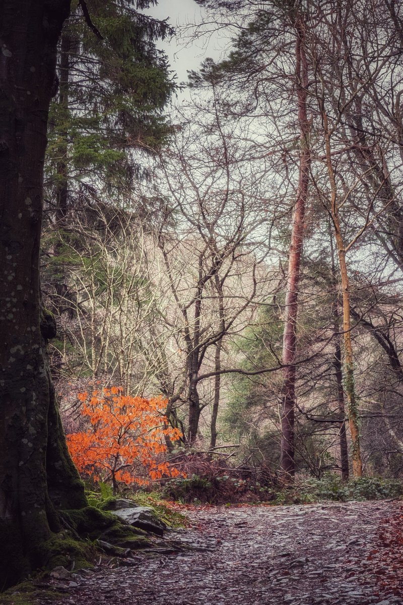 pocketireland's tweet photo. The forest is bare, apart from one splash of orange. It's called marcescence, where young trees keep their leaves through winter to protect spring’s delicate buds from frost & deer.
#photography #TeamPixel #Wicklow #DevilsGlen #NaturePhotography #Woodland #WinterWalks #Ireland https://t.co/7w0LhlgNYA