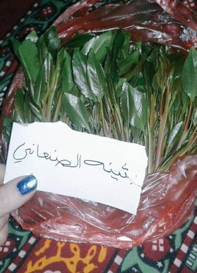 بثينه الصنعاني tweet media