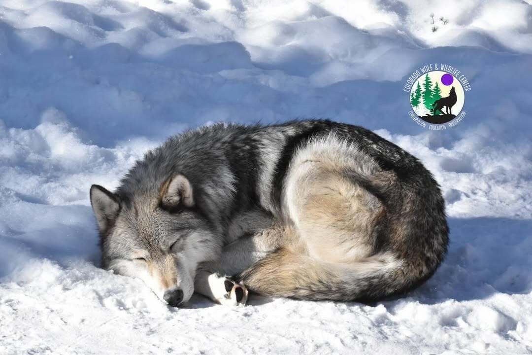 wolpmaxxing's tweet image. never waking up, gonna sleep forever