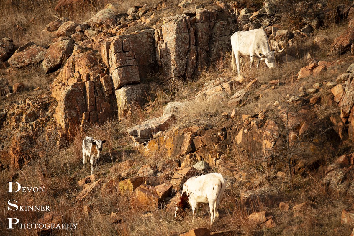 DSPhotoPage's tweet photo. NOPE

I was desperate to find wildlife on my trip to the Wichita National Wildlife Refuge. In my search, I had found some... droppings... which grew fresher and fresher the more I hiked. I eventually found a family of longhorns, all enjoying a morning graze next to a creek. (1/3) https://t.co/ZAhQCyOdo0