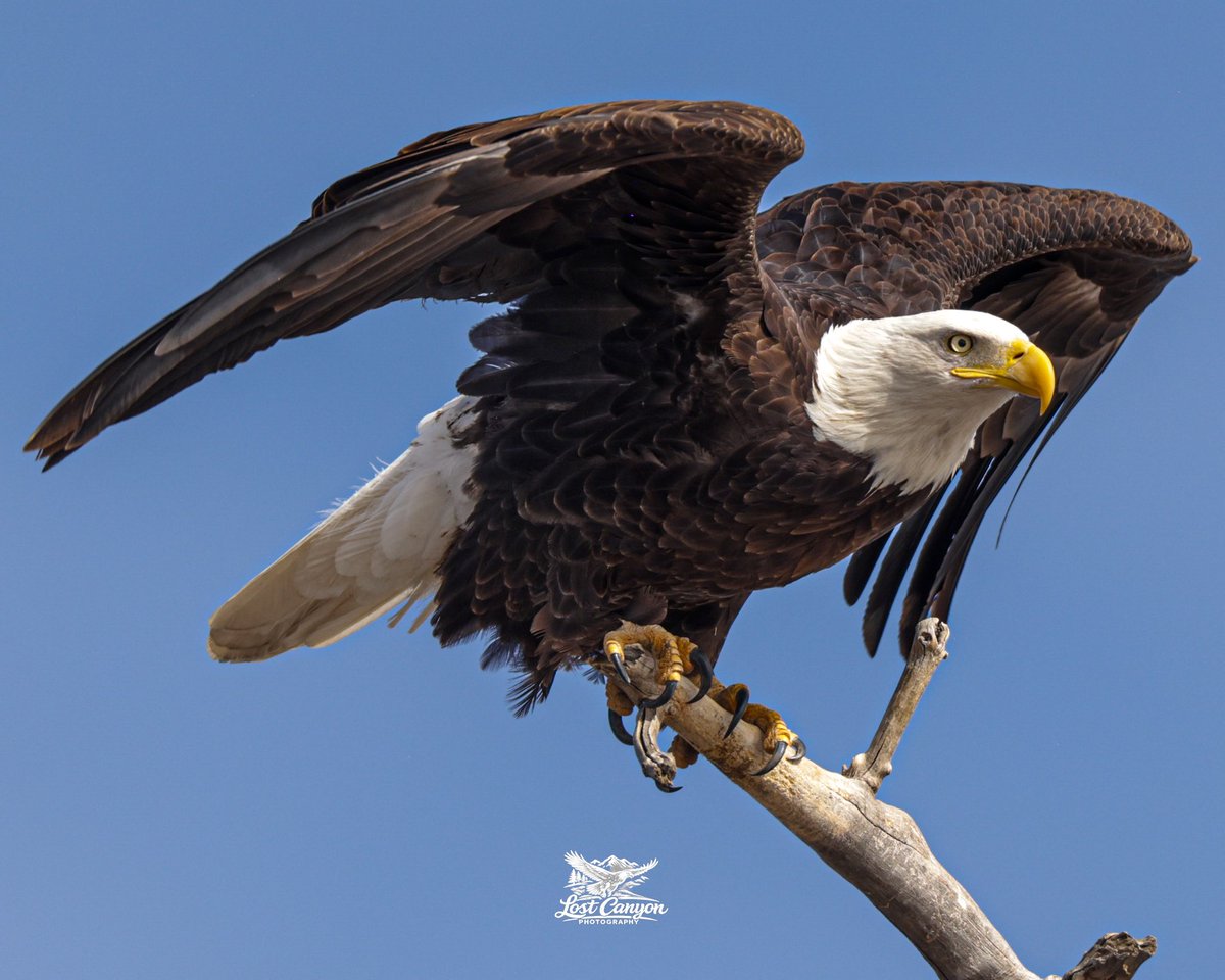 DominicWeskamp's tweet photo. Bald Eagle of the Day – Day 4 🦅
A beautiful bald eagle perched on a branch at St. Vrain State Park, soaking in a perfect bluebird-sky day. Can’t ask for better light or a better subject. https://t.co/HDBYD5lIgz