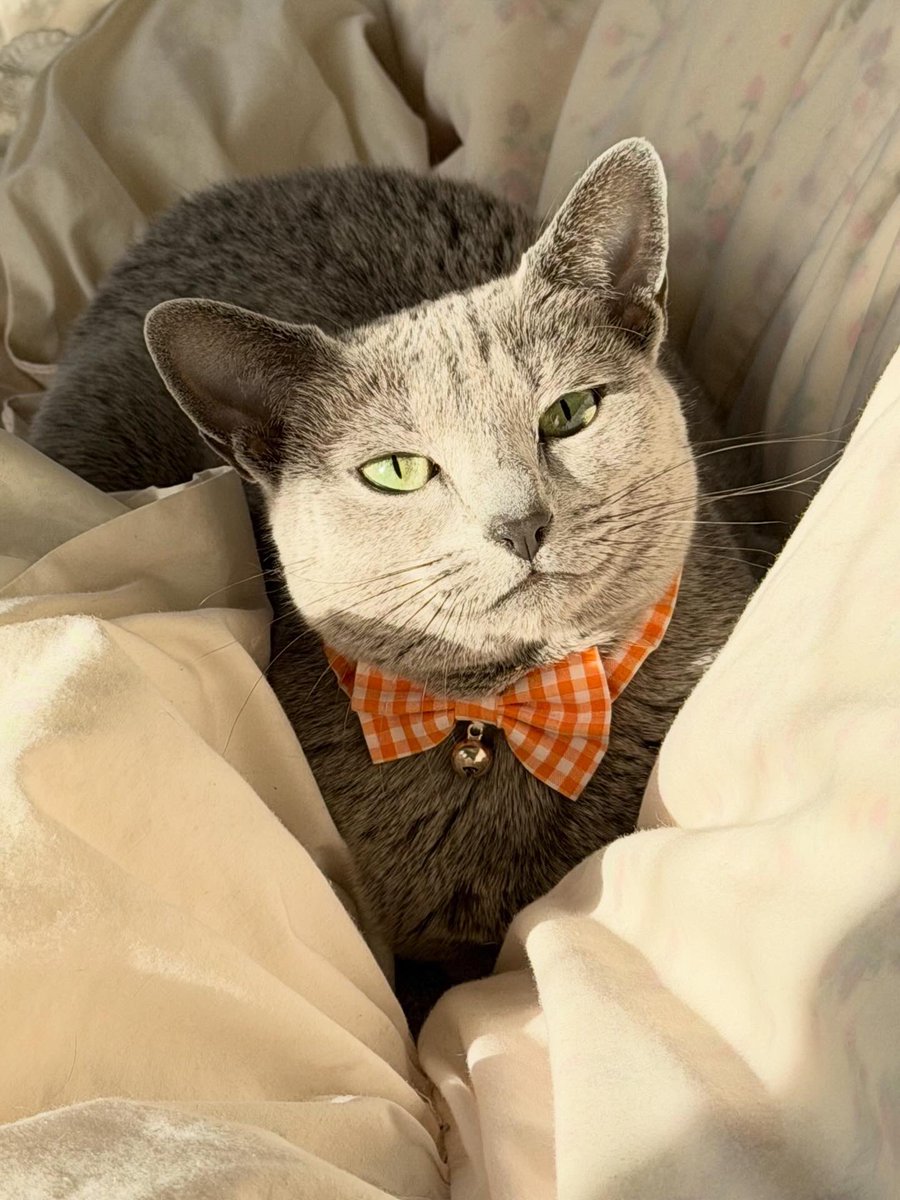 LisaLisa200601's tweet image. おはニャン😸😸

#ねこ
#ロシアンブルー
#リサリサとリリー
#ねこのきもち