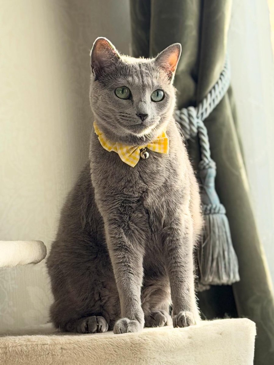 LisaLisa200601's tweet image. おはニャン😸😸

#ねこ
#ロシアンブルー
#リサリサとリリー
#ねこのきもち