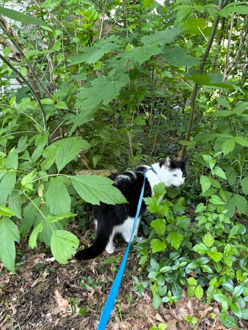 LRosep31340's tweet photo. It my pretty cat 😺❤️❤️❤️ https://t.co/j2HkaG9prX