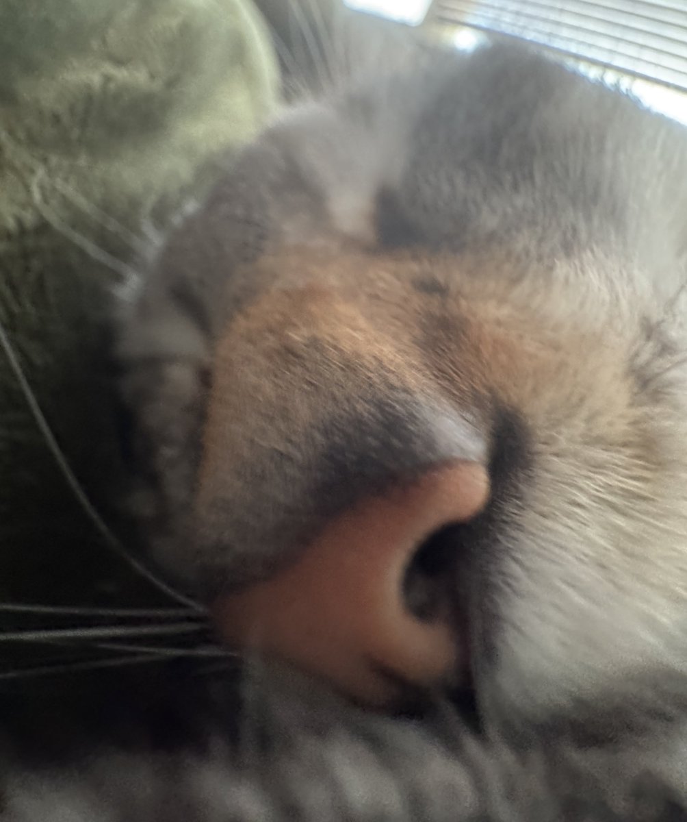 Shibi Cottonbum 🪢🐇【VAllure】 tweet media