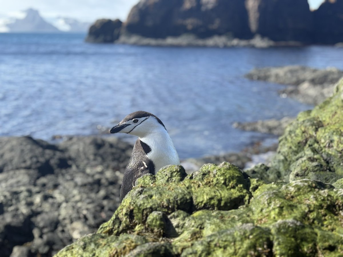 sofisall's tweet photo. Pingüino barbijo difrutando el sol ☀️ https://t.co/I4Aj2MaUky